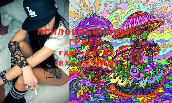 PSILOCYBIN Горнозаводск